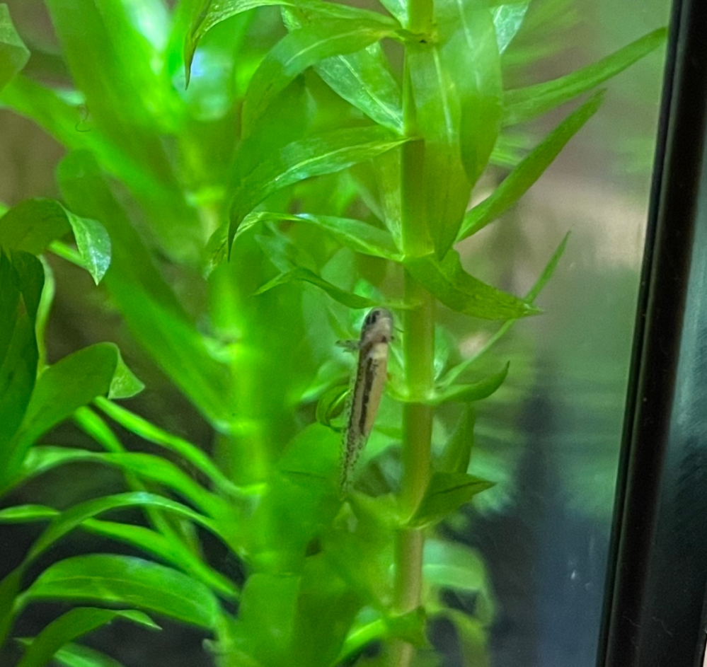 ペットショップで水草を買ったら こんな卵が付いていて謎の生き物が生まれまし Yahoo 知恵袋