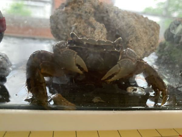 カニに詳しい方がいらっしゃったら教えてください このカニは何という種類で Yahoo 知恵袋