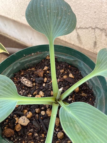 ホスタのハルシオンって 増えないんですか 一年目ですけど花は Yahoo 知恵袋