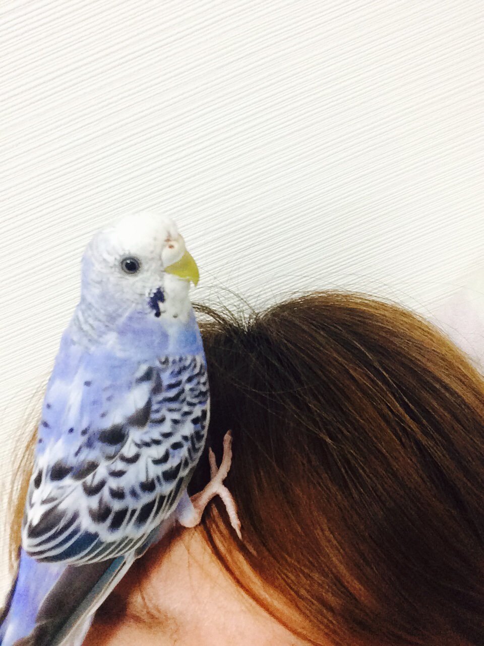 セキセイインコのろう膜が茶色いことについて8ヶ月のセキセイインコのろう膜が Yahoo 知恵袋