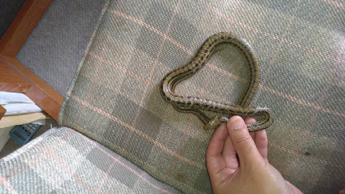 ヘビの餌のサイズについてです 2日前にシマヘビを捕まえたので飼っ Yahoo 知恵袋