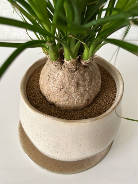 トックリランが縮んでます なぜでしょうか 植え替えをして水をやっているの Yahoo 知恵袋