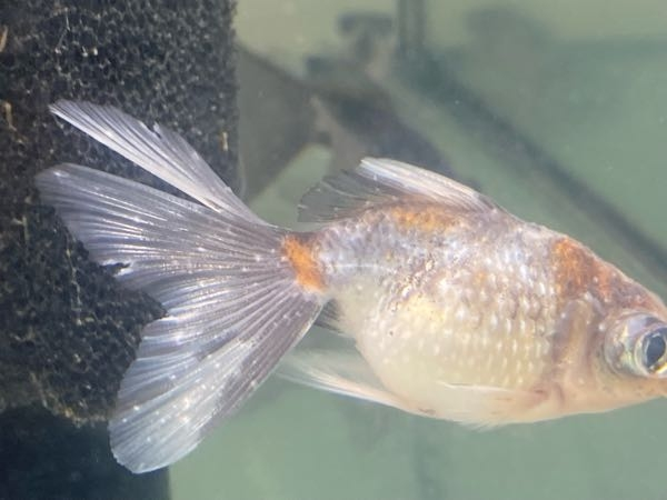 これは白点病 白雲病どちらでしょうか 数日沈んでいて元気ないなと Yahoo 知恵袋