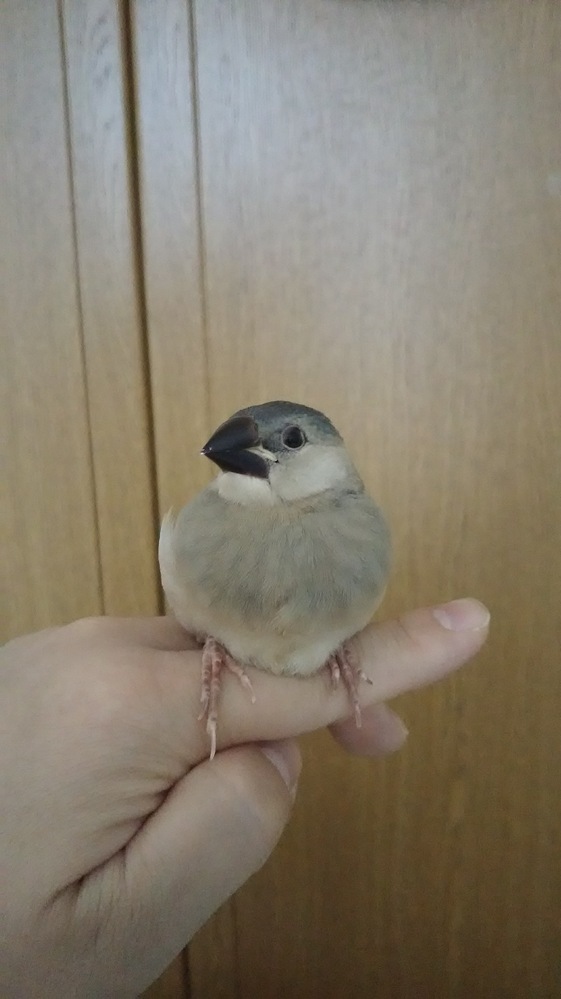 並文鳥雛と桜文鳥雛の見分け方を教えてください 並文鳥というのは 原種 Yahoo 知恵袋