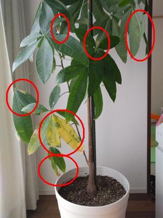 観葉植物のパキラの葉が黄色くなってしまいました。リビングの窓際に