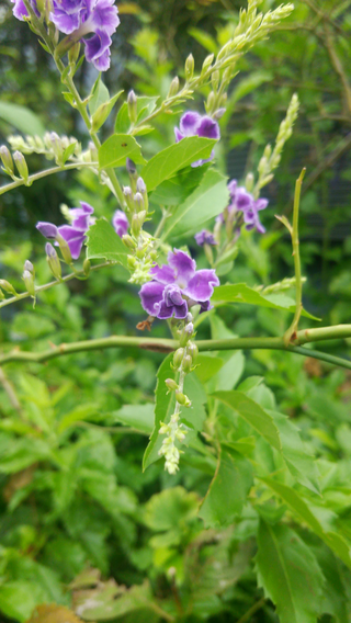 こちら植物と実はどういう名前ですか ご指導お願いします デ Yahoo 知恵袋