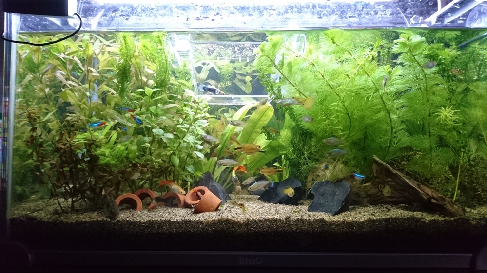 熱帯魚の死因が分からないですここ数日 熱帯魚たちが立て続けに亡くなっていま Yahoo 知恵袋