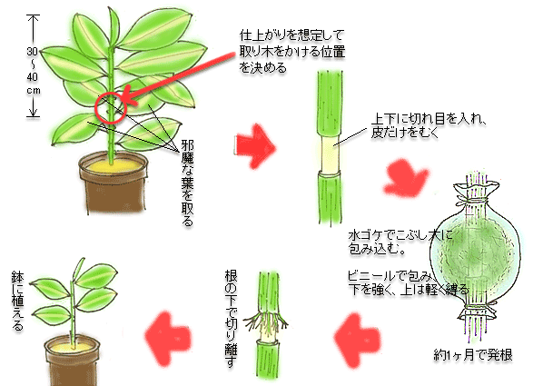 こんなに大きくなってしまいました。この後どうすれば良いのでしょうか 
