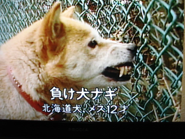 Bsのムツゴロウの動物王国の特集の画面を撮影したものなんですが三 Yahoo 知恵袋