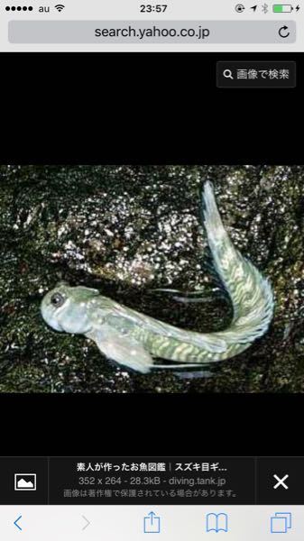 この魚はムツゴロウですか それともトビハゼですか Yahoo 知恵袋