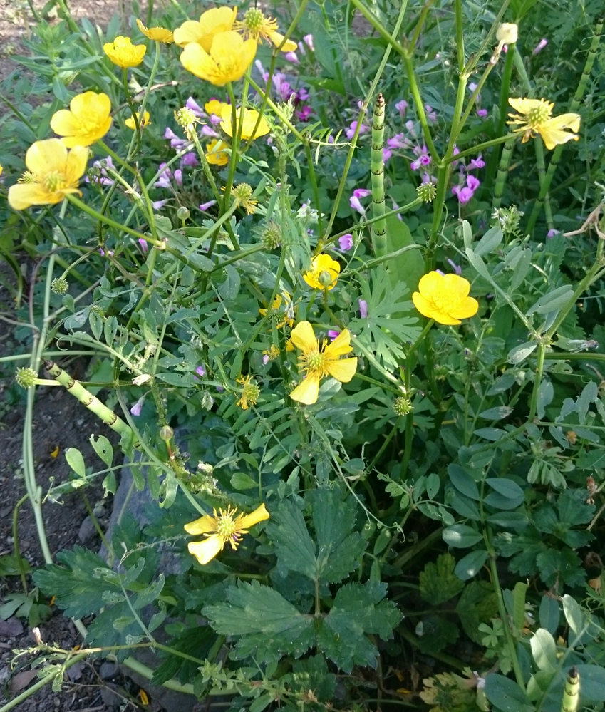 ハイキンポウゲ と ウマノアシガタ の違いを教えて下さい 一番分りや Yahoo 知恵袋