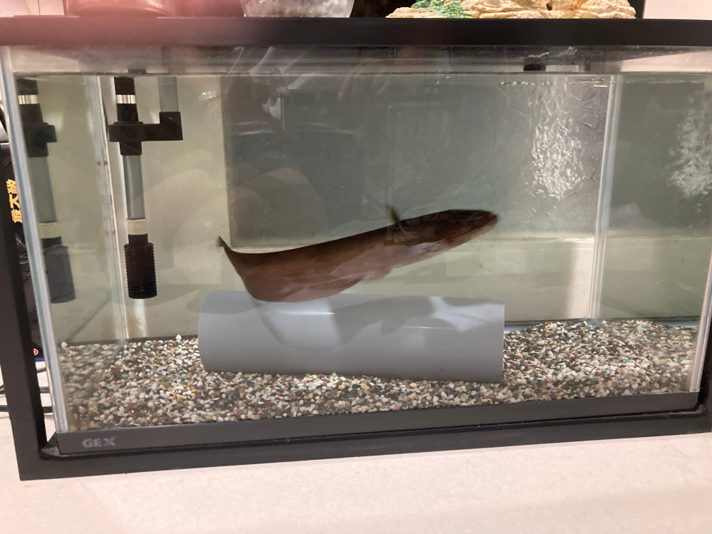 90cmにオスカー2匹は厳しいでしょうか？1匹がワイルドオスカーです 