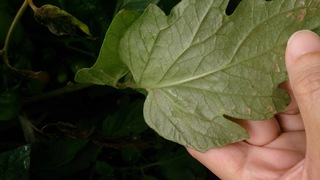トマトの枝が茶色く変色して 葉が枯れてきています 何かの病気でしょ Yahoo 知恵袋
