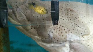 画像はハコフグの幼魚です これはただのハコフグでしょうか それともミナミ Yahoo 知恵袋
