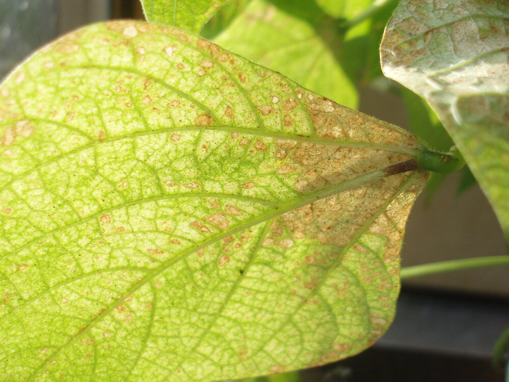 この白い小さな虫の名前を教えて下さい インゲンマメの苗を鉢植えして Yahoo 知恵袋