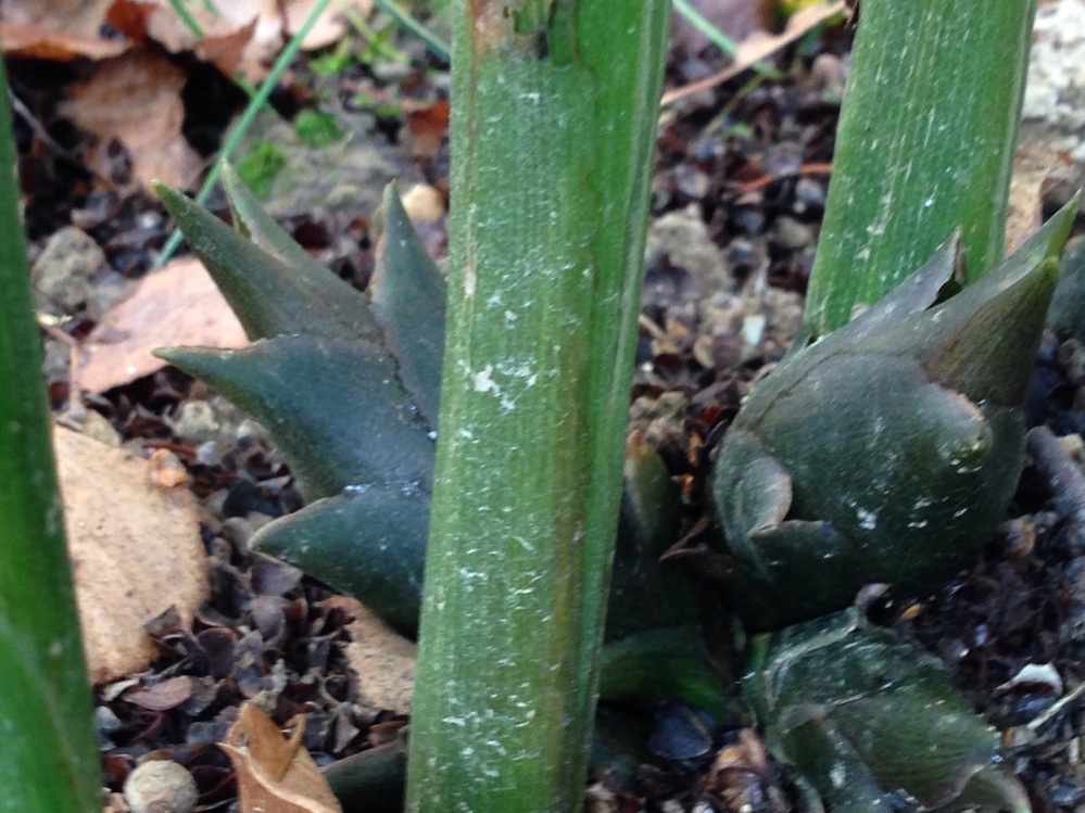 ミョウガの色について教えてください 今までは 庭にあった穴に買った Yahoo 知恵袋