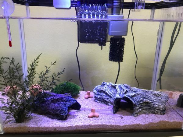 ミナミヌマエビが死なない4ぶんの1の水換えのやり方を教えて下さい Yahoo 知恵袋