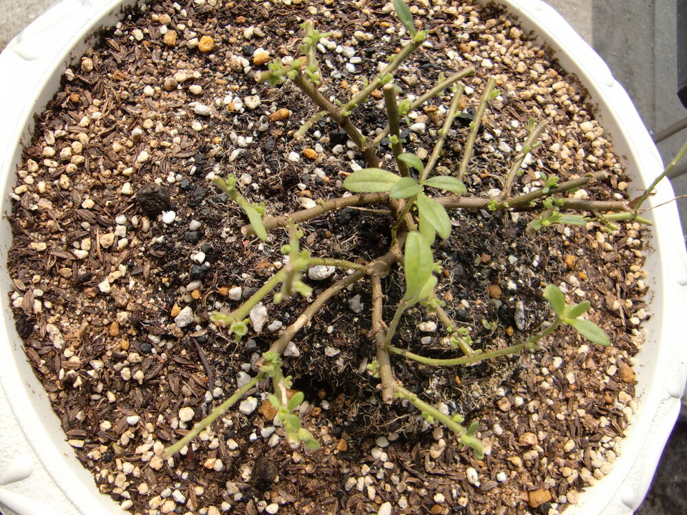 切り戻しすぎたでしょうか カリブラコアを購入しましたが エノキワタアブラムシ Yahoo 知恵袋