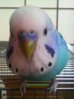 このインコは何歳位に見えますか 犬や猫はある程度年齢が外見に現れますが Yahoo 知恵袋