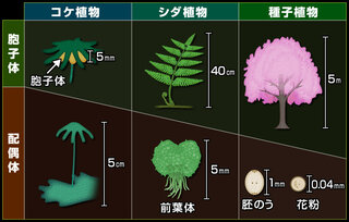 植物の前葉体と胞子体と配偶体の違いが解説を読んでもいまいちわかりま Yahoo 知恵袋