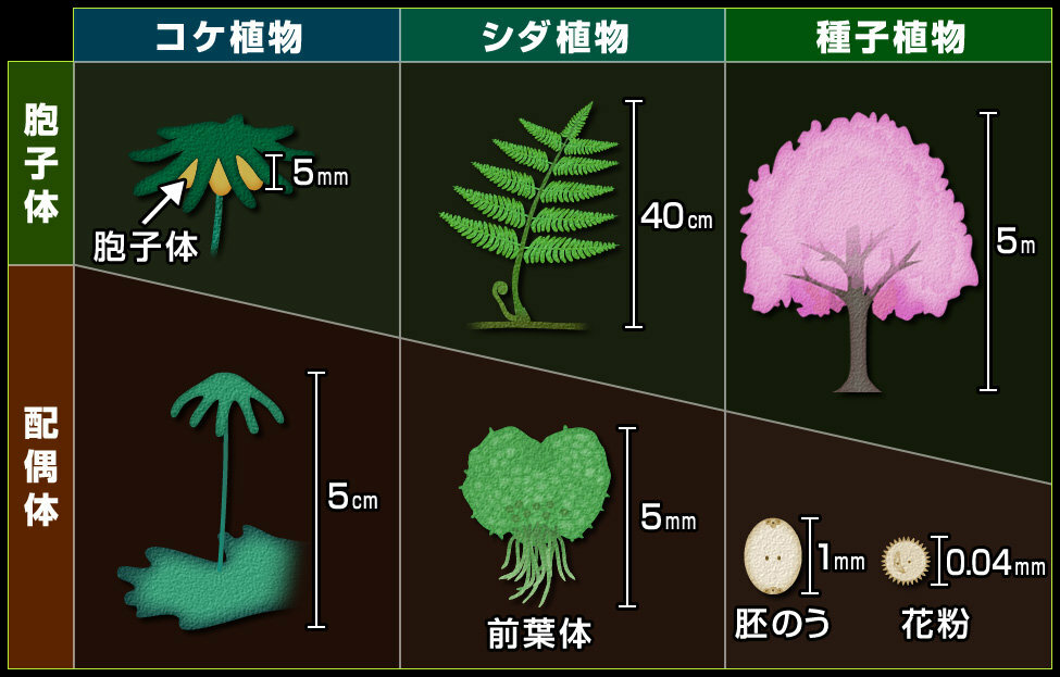 植物の前葉体と胞子体と配偶体の違いが解説を読んでもいまいちわかりま Yahoo 知恵袋