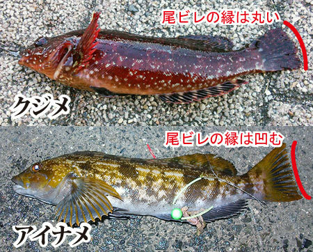 この魚は何ですか 最初アイナメかと思ったのですが アイナメにしては色濃 Yahoo 知恵袋