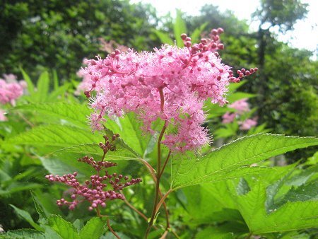 シモツケとシモツケソウの違い教えて下さい 写真は庭に植えているどちらかです Yahoo 知恵袋