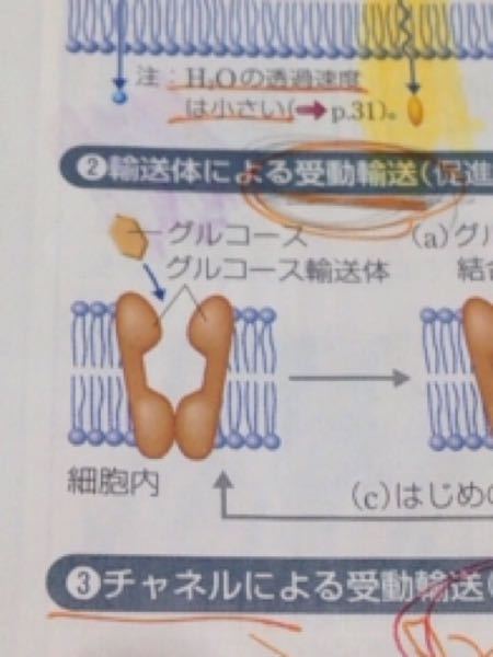 Yahoo!知恵袋高校化学輸送体とはなんですか? チャネルならわかる。ポンプならわかる。でも輸送体ってなんやー?