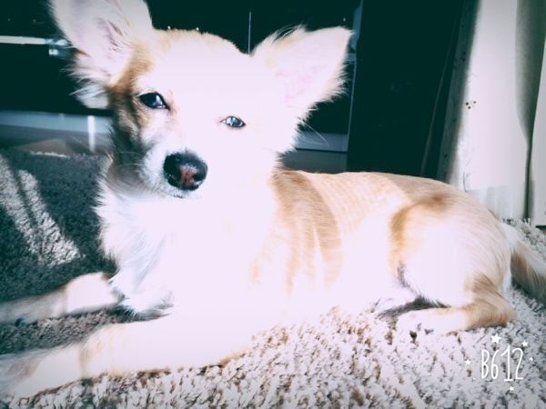 犬が 消しゴムを丸ごと飲み込みました 直径2 3cmくらいです ま Yahoo 知恵袋