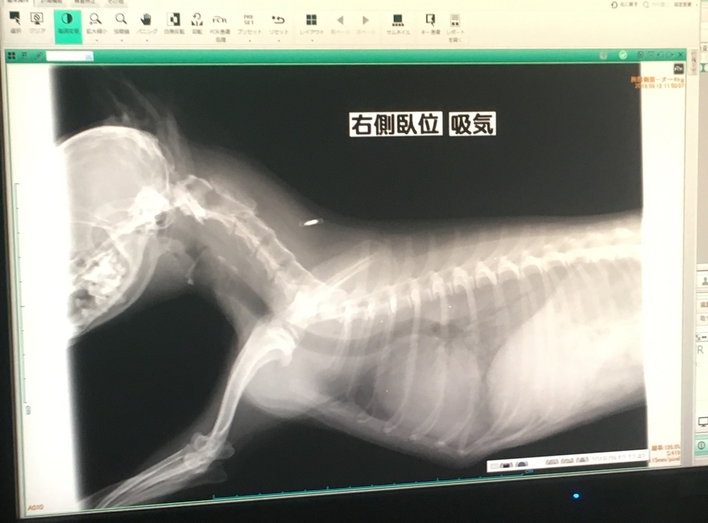 犬レントゲン肺が白い愛犬の呼吸数が早く 少し興奮するとすぐ息があが Yahoo 知恵袋