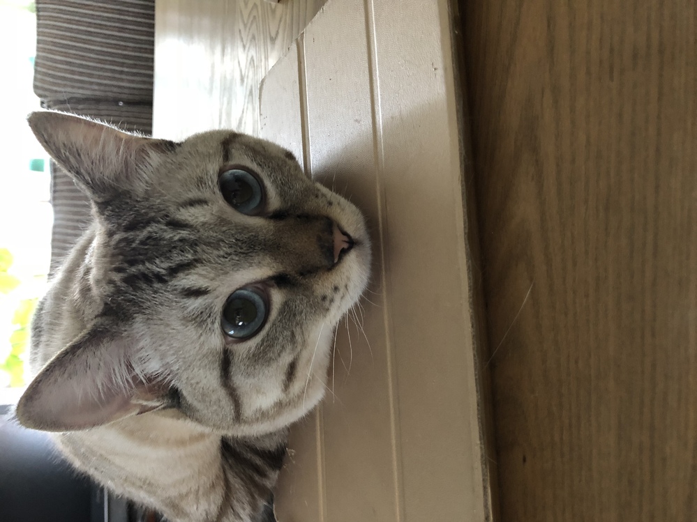 家猫が猫風邪による結膜炎に罹り、瞬膜が出たままです 