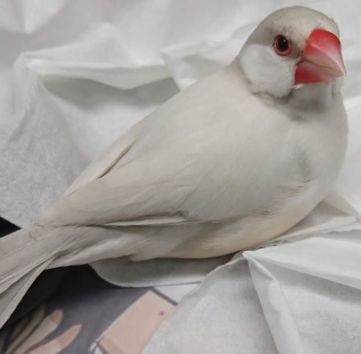 この子はシナモン文鳥ですか クリーム文鳥とやらですか 閲覧あ Yahoo 知恵袋