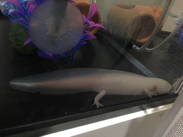 ウーパールーパーの吐き戻しについて 以前こちらでウパのことを Yahoo 知恵袋