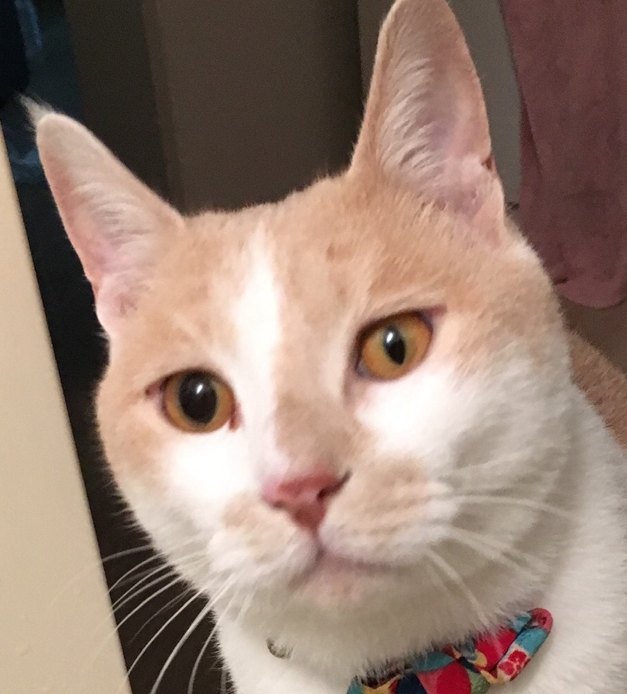 愛猫の片目の瞳孔が開きっぱなしです。変なくしゃみみたいなものが連続 