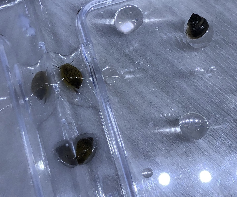 これはタニシの稚貝ですか ヒメタニシの赤ちゃんに見えます サ Yahoo 知恵袋
