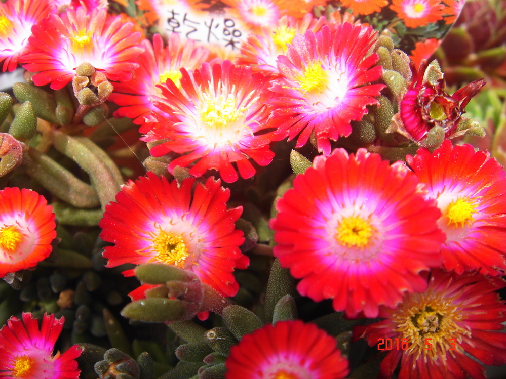 マツバギク弱ってますが増やしかたは マツバギクがベランダで冬を越し 花を咲か Yahoo 知恵袋