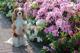 犬の芸 ちんちん ２本足で立つ は どうやって教え込みます Yahoo 知恵袋