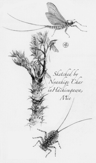 皆さんの 樹々の描き方をご披露ください あ ちゃんと鉛筆画でお願いします 絵 Yahoo 知恵袋