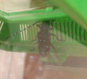 カミキリムシを捕まえました 今 虫かごにパリパリしている葉っ Yahoo 知恵袋