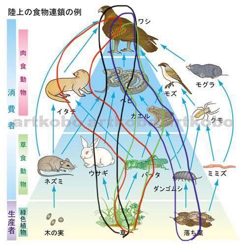 食物連鎖と食物網の違いについてです 食物連鎖 生物には 食う 食われる Yahoo 知恵袋