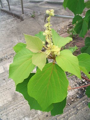 近所の雑草の話をしていたら花が咲かないと言われたのですが 花が咲かない植物っ Yahoo 知恵袋