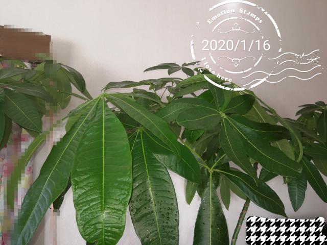 昨年 夏くらいにikeaで購入したパキラの元気がなくなってきました 観葉植物 Yahoo 知恵袋
