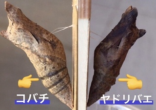 アゲハチョウの蛹が茶色くなってしまったら ケースから出した方が良い Yahoo 知恵袋