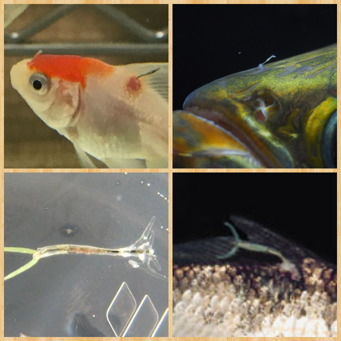 金魚の病気について教えてください うちの最愛の金魚が病気になってし Yahoo 知恵袋