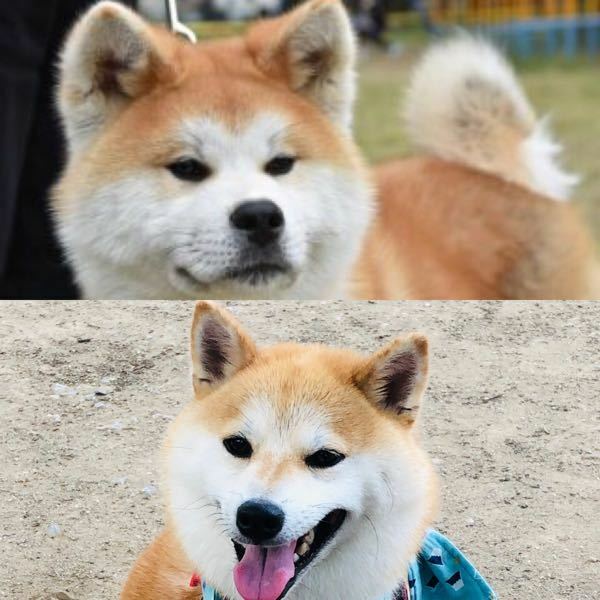 秋田犬と柴犬の違いは何ですか 同じに見えてしまいます Yahoo 知恵袋