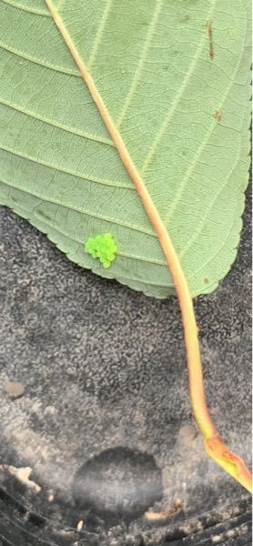 桜の葉っぱに黄緑色の直径1ミリほどの卵がついていました 個ぐら Yahoo 知恵袋
