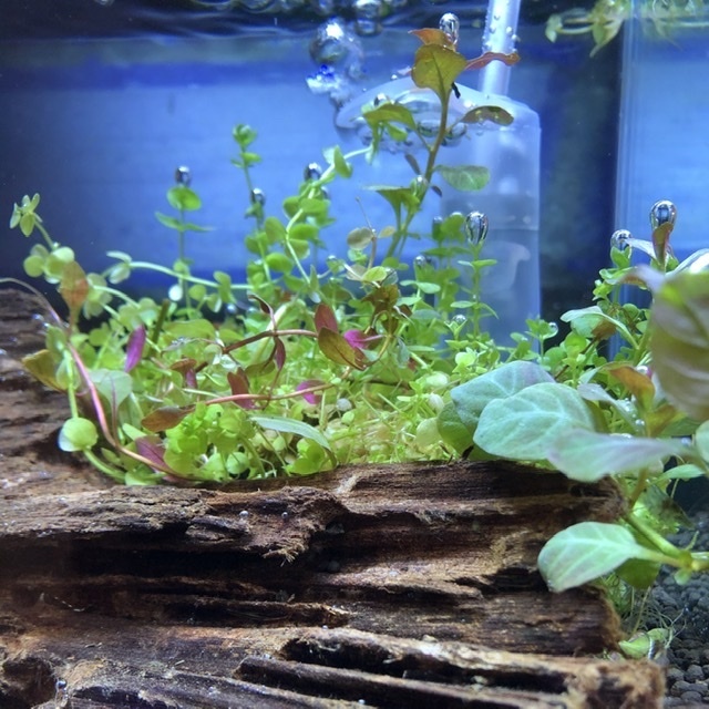 アクアリウム用の照明 おすすめを教えて下さい アクアリウム初心者です 照明な Yahoo 知恵袋