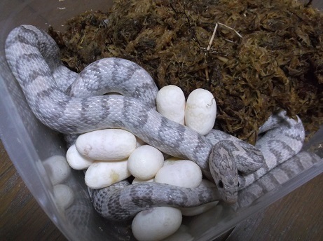 はじめまして コーンスネークについて詳しい方に質問です もちろん個 Yahoo 知恵袋