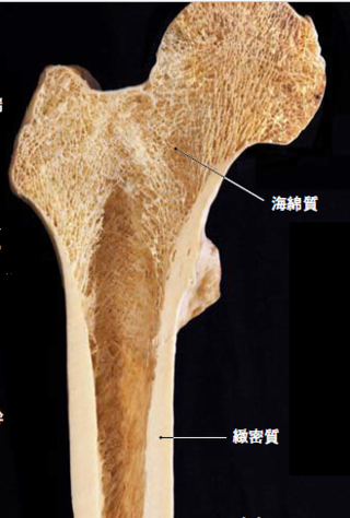 緻密質と海綿質の違いをどなたかわかりやすく説明お願いします 緻 Yahoo 知恵袋