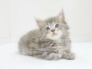 最近 サイベリアン ロシア猫 を飼い始め 名前をロシア語でつけたい Yahoo 知恵袋